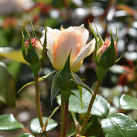 Rose buds with green sepals on stems, surrounded by green leaves