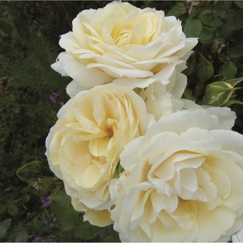 Cream rose cluster with three layered blossoms and green leaves