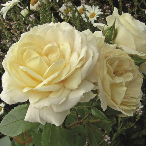 Cream rose blooms on branching stems with green leaves