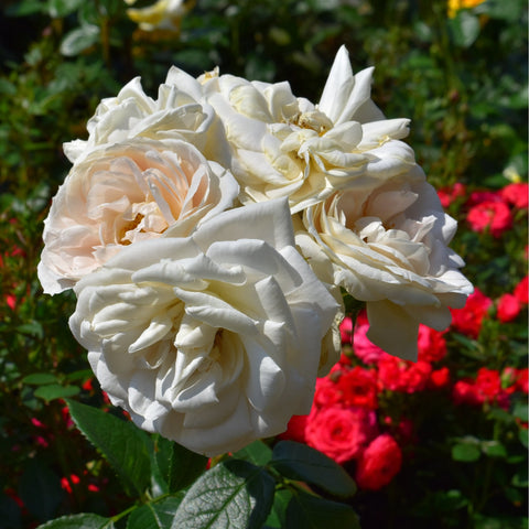 Cream rose blooms with ruffled petals and green leaves