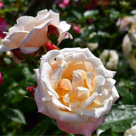 White rose bloom with yellow center and small green buds on a leafy stem