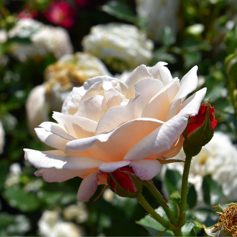 Cream-white rose flower with ruffled petals and green buds on stems