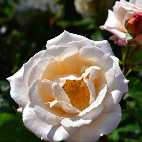 White rose bloom with warm yellow center and a nearby red bud