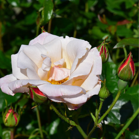 White rose flower with yellow center surrounded by red-tinged buds on stems