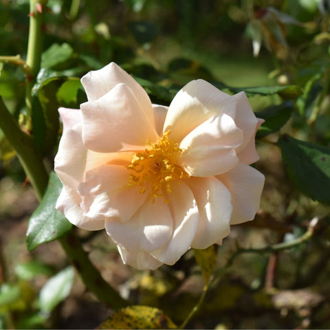 White rose bloom with yellow center and green leaves on the plant