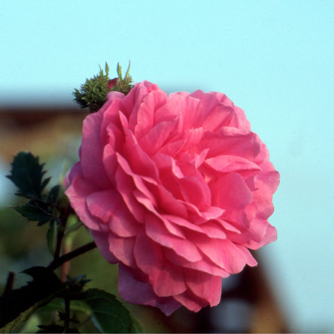 Pink double rose blossom on a green stem with surrounding leaves