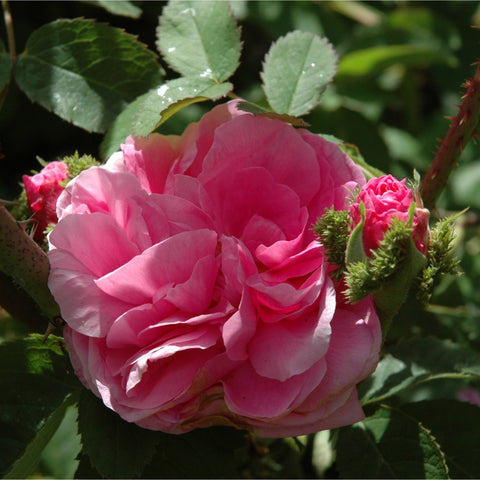 Pink double rose flower with glossy petals, green leaves, and spiky bud cluster