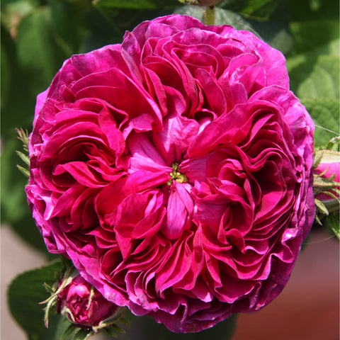Close-up hot pink double rose bloom with surrounding buds and green leaves