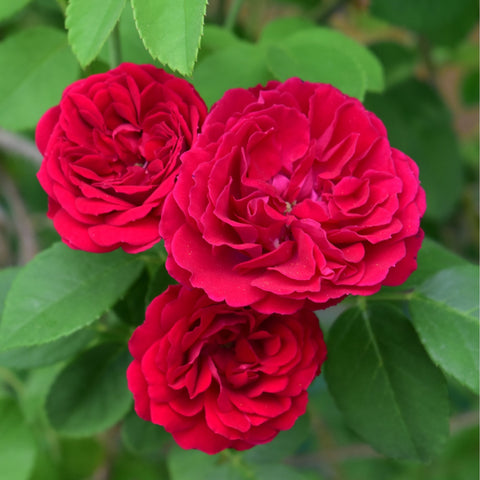Chevy Chase rose plant close-up of red double flowers with green leaves