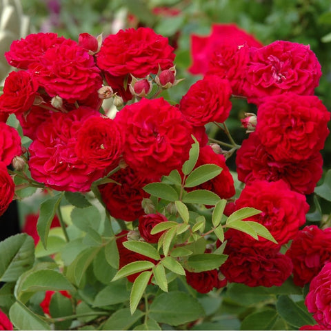 Chevy Chase rose plant with red double roses and unopened buds on stems