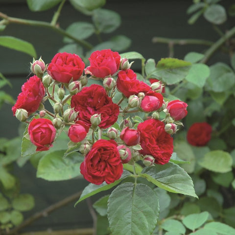 Chevy Chase rose plant on branch with red roses and green buds