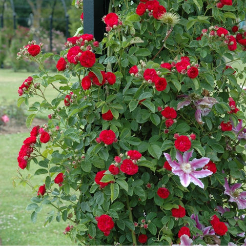 Red rose bush with dense clusters of double blooms and glossy green leaves