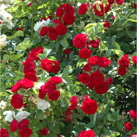 Red flowering rose shrub with lush double blossoms and overlapping green foliage
