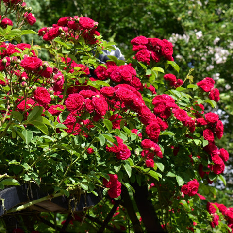 Red rose bush with many double blooms on branching stems and dark green leaves
