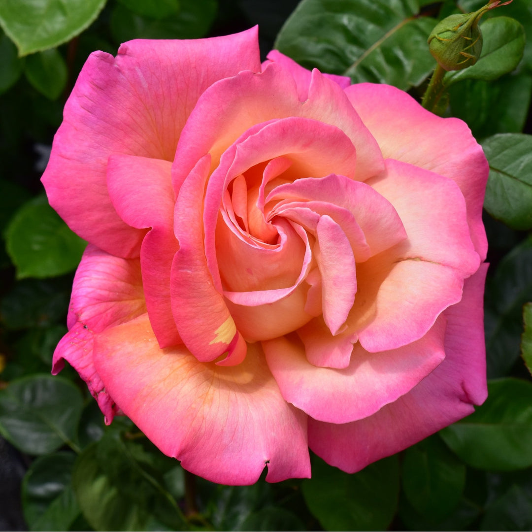 Chicago Peace – Peter Beales Roses