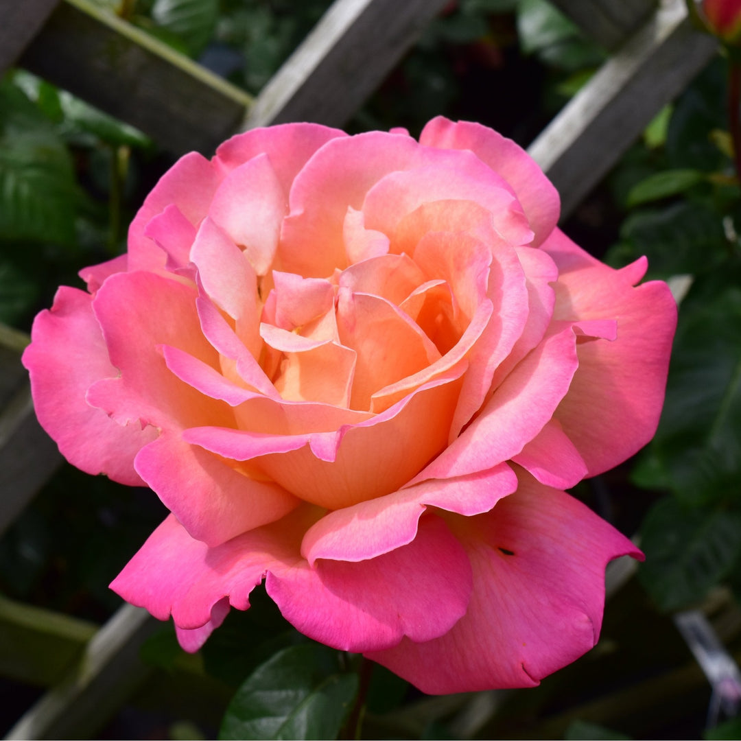 Chicago Peace – Peter Beales Roses