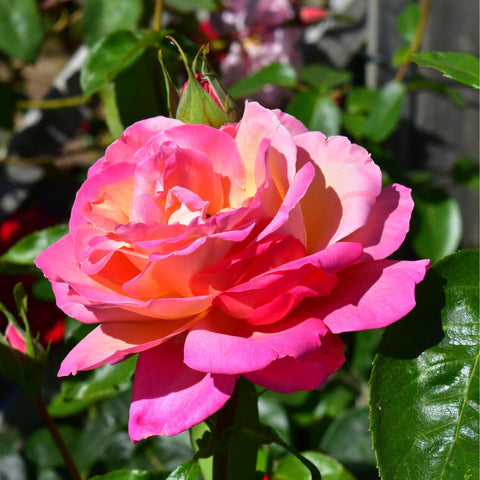 Bright pink and peach rose bloom with cupped petals and green leaf backdrop