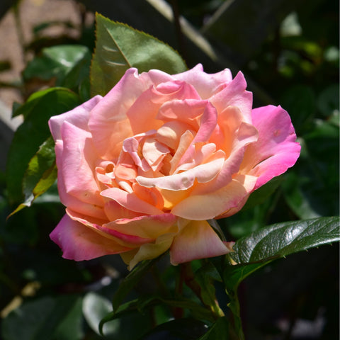 Light pink rose bloom with peach center, surrounded by glossy green leaves