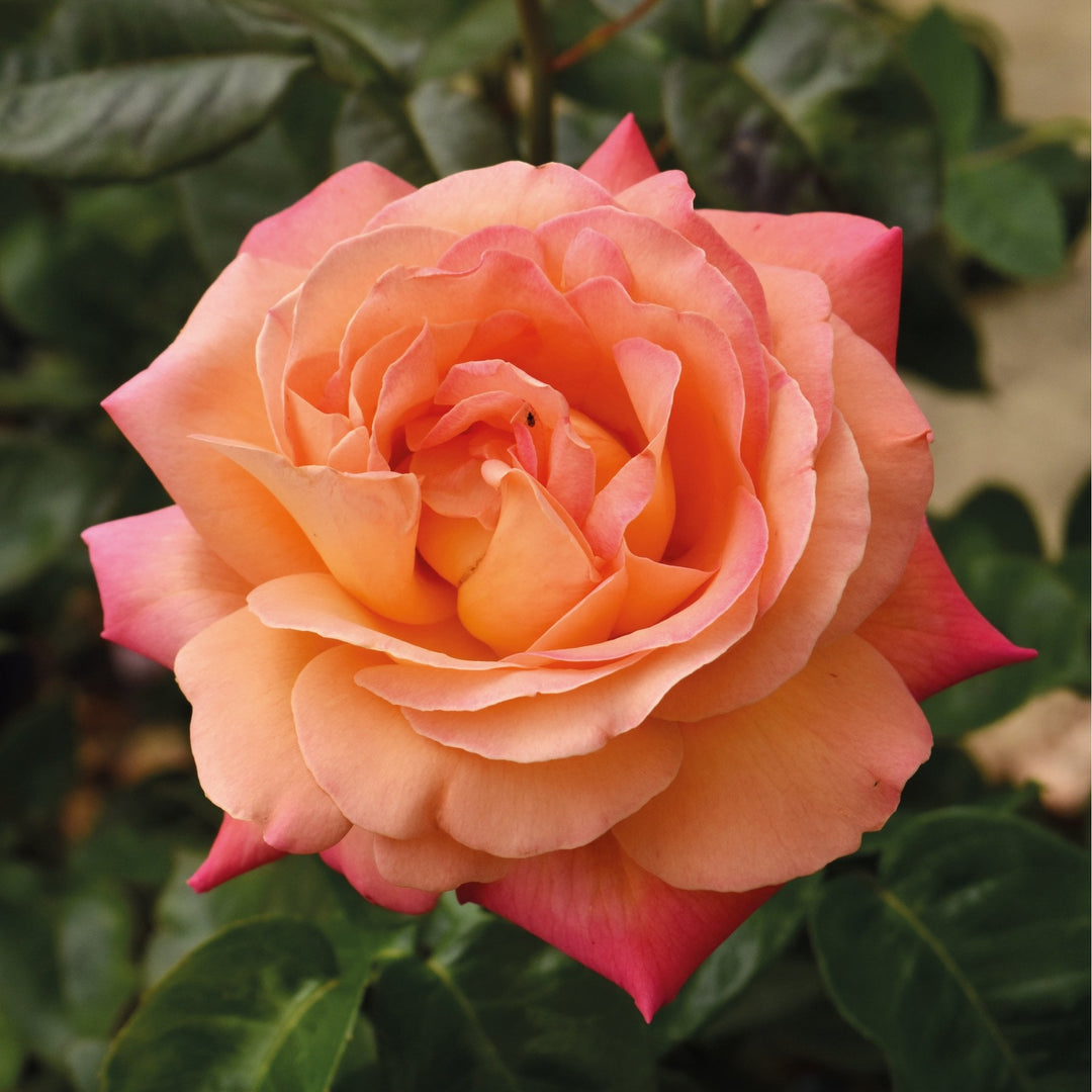 Chicago Peace – Peter Beales Roses