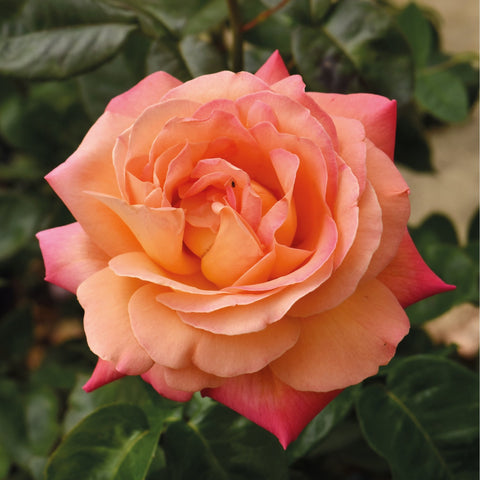 Peach-orange rose flower with layered petals and bright orange center