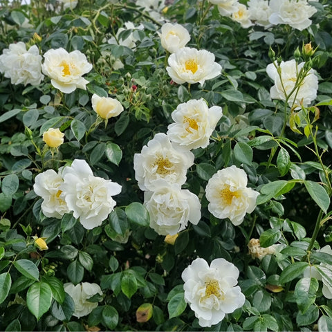 Cluster of white double rose blooms with yellow centers on leafy shrub
