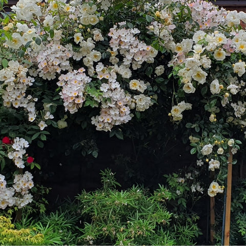 Dense shrub covered with white double rose flowers