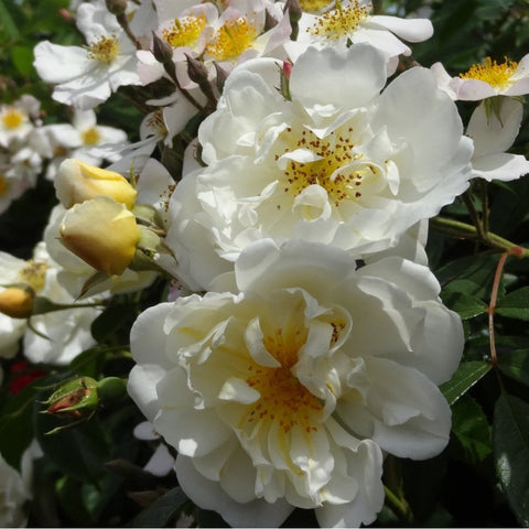 Close-up of white double rose flowers with yellow centers