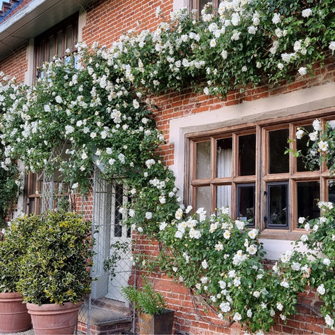 Climbing rose covered in white double blossoms with green leaves