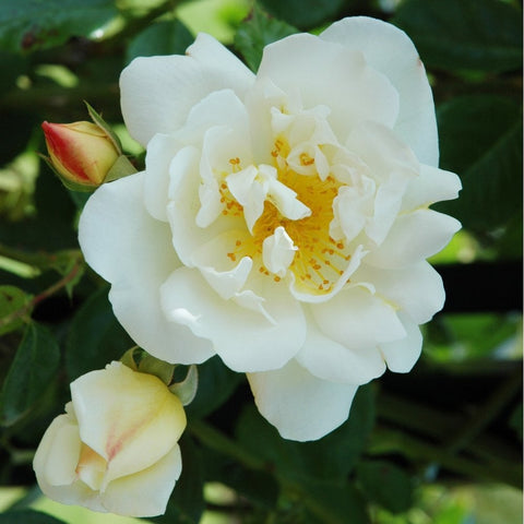 White double rose flower with yellow center and green leaves