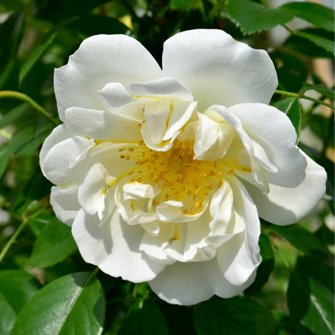 Large white double rose bloom with yellow center on green foliage