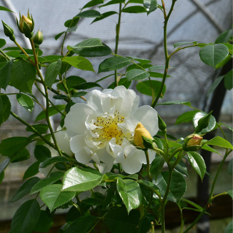 White rose bloom with yellow center and green leaves on a branching stem