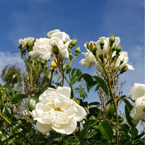 Cluster of white rose flowers with green buds and glossy green leaves