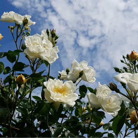 White rose blossoms and tight buds against a blue sky with green foliage