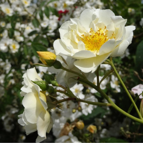 Close-up white rose flower with bright yellow center and surrounding green leaves