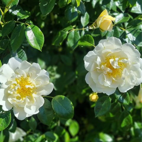 Pair of white rose flowers with yellow center and green leaves, plus one yellow bud