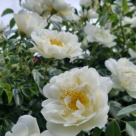 White rose flowers with yellow centers and green leaves on upright stems