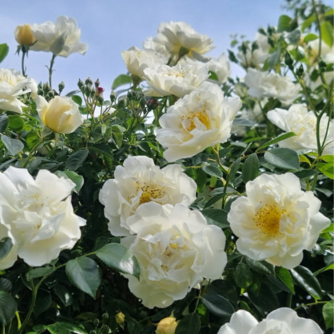 Multiple white rose blooms with green leaves and buds filling the frame