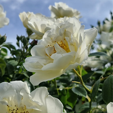 Close-up white rose flower with yellow center and layered petals