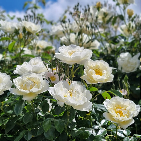 Group of white rose flowers with yellow centers and green leaves