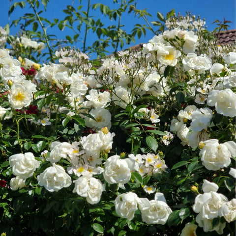 Dense patch of white rose blooms with green leaves in full flowering growth