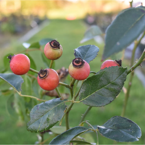 Rose hips in pink and orange tones on a leafy branch