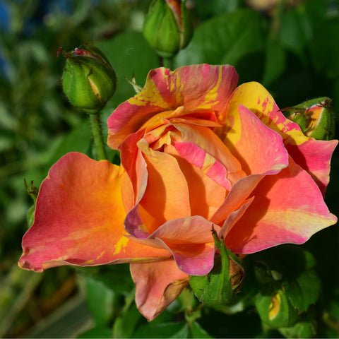 Orange and pink rose with yellow tones and layered petals, green buds nearby