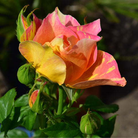 Orange, pink, and yellow rose bud cluster with green leaves