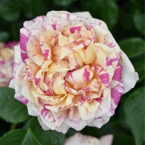 Cream and pink rose with speckled petals and ruffled layers, green leaves