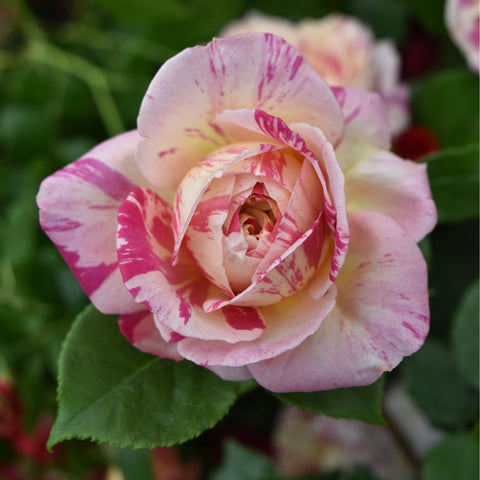 Light pink rose with magenta speckles and tightly layered petals, green leaves