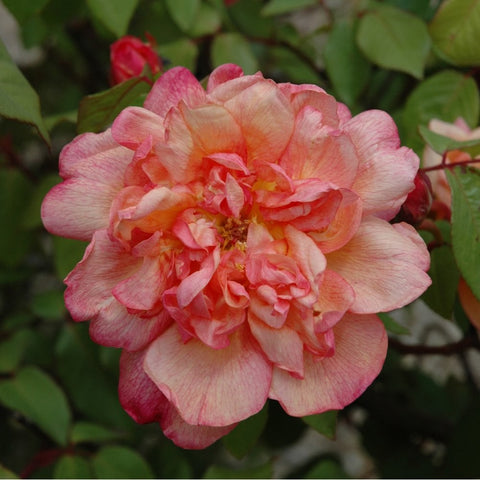 Clementina Carbonieri rose with pink-and-cream layered petals and green foliage