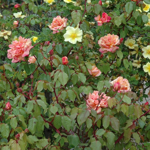 Clementina Carbonieri rose plant with multiple orange-pink and yellow blooms and leaves