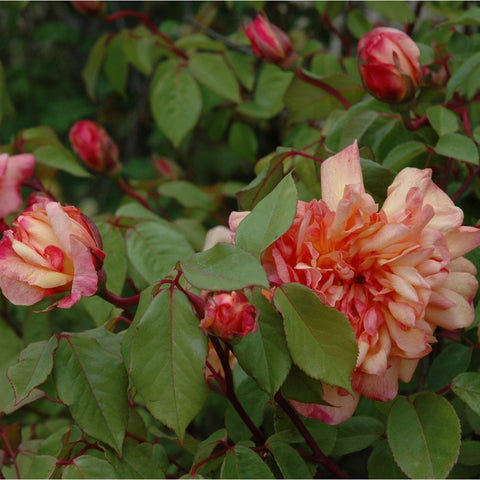 Clementina Carbonieri rose cluster with pale orange and pink blossoms and green leaves