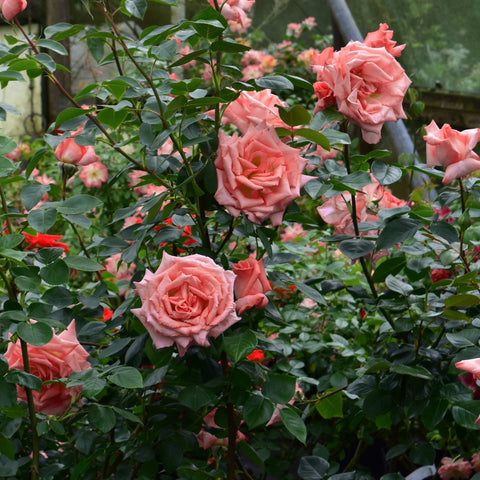 Cluster of pink rose blossoms on leafy stems