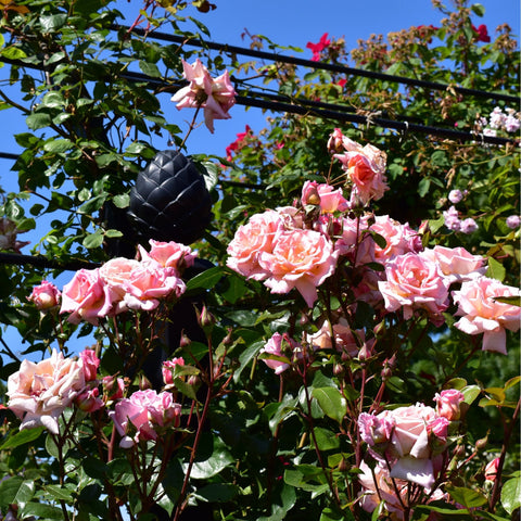 Scattered pink rose blossoms on a bush with green leaves